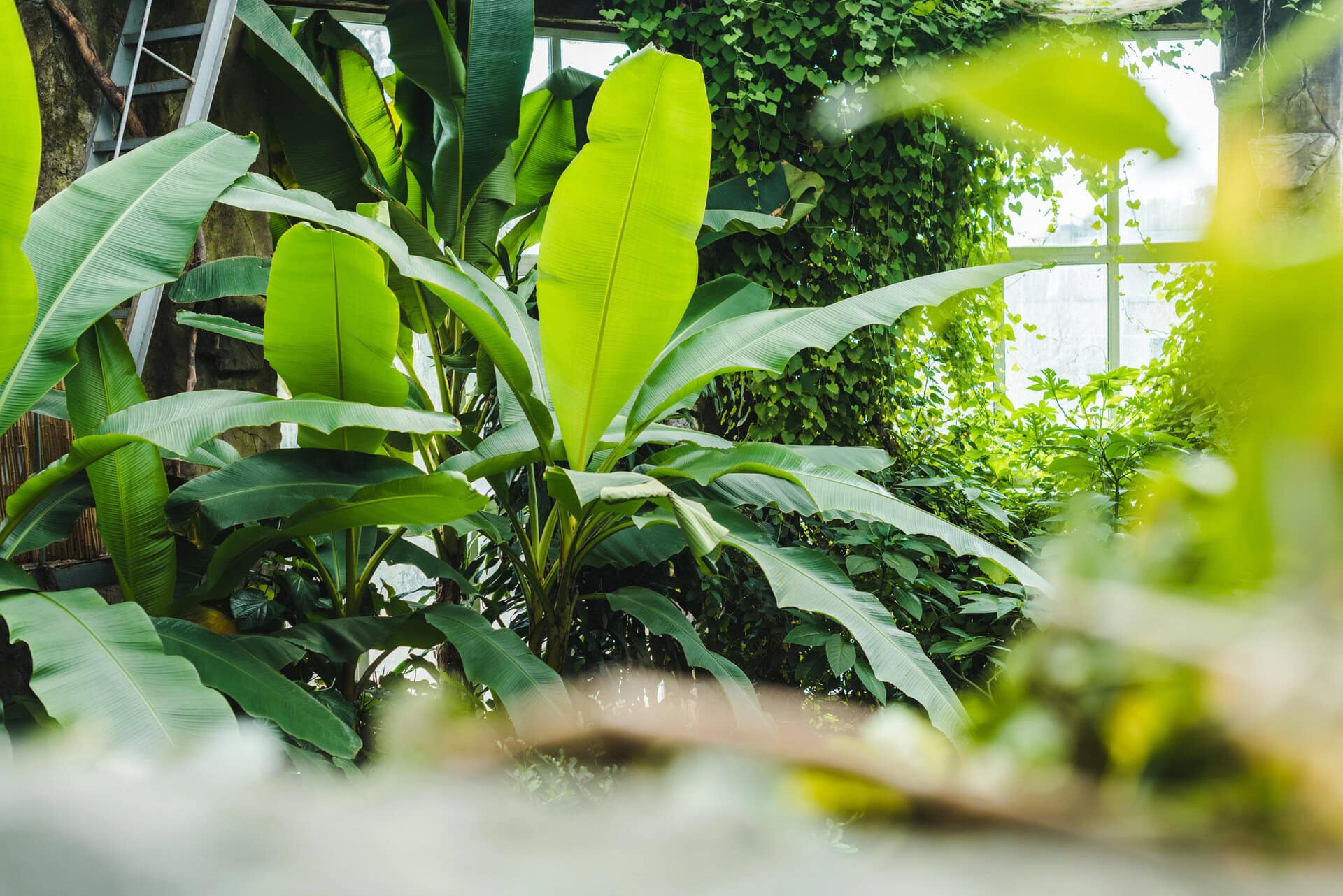 Beautiful tropical rainforest greenhouse with various plants and window on background