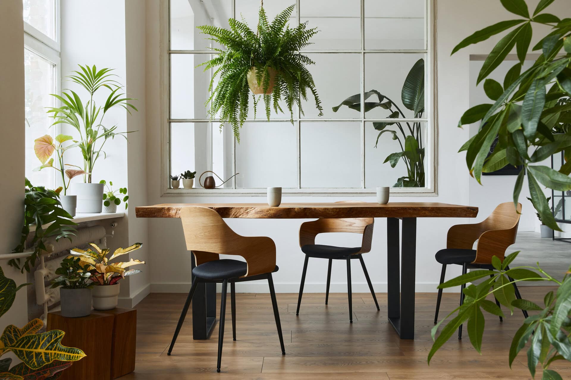 Stylish and botany interior of dining room with design craft wooden table, chairs, a lof of plants, big window, poster map and elegant accessories in modern home decor.