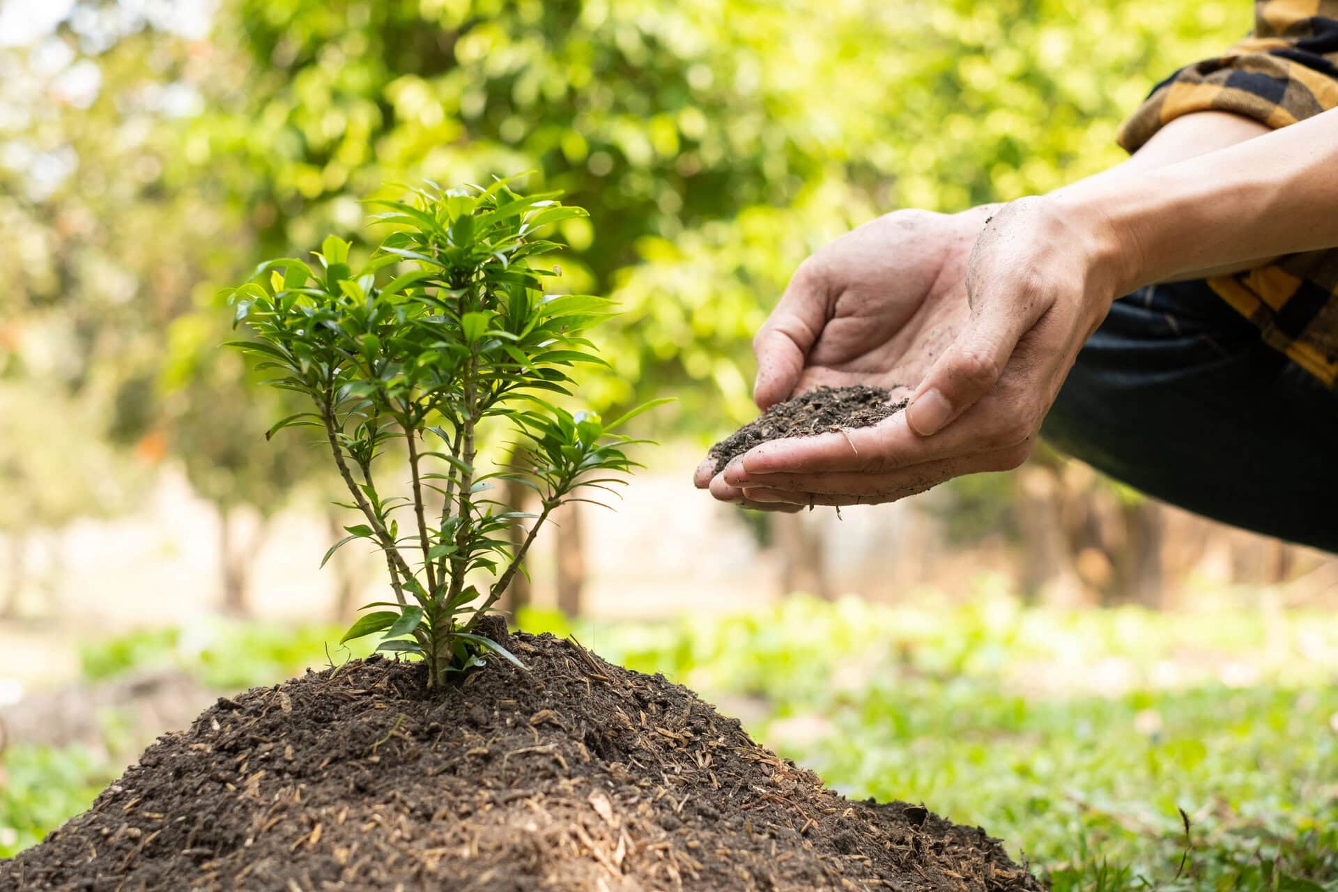The young man's hands are planting young seedlings on fertile ground, taking care of growing plants.