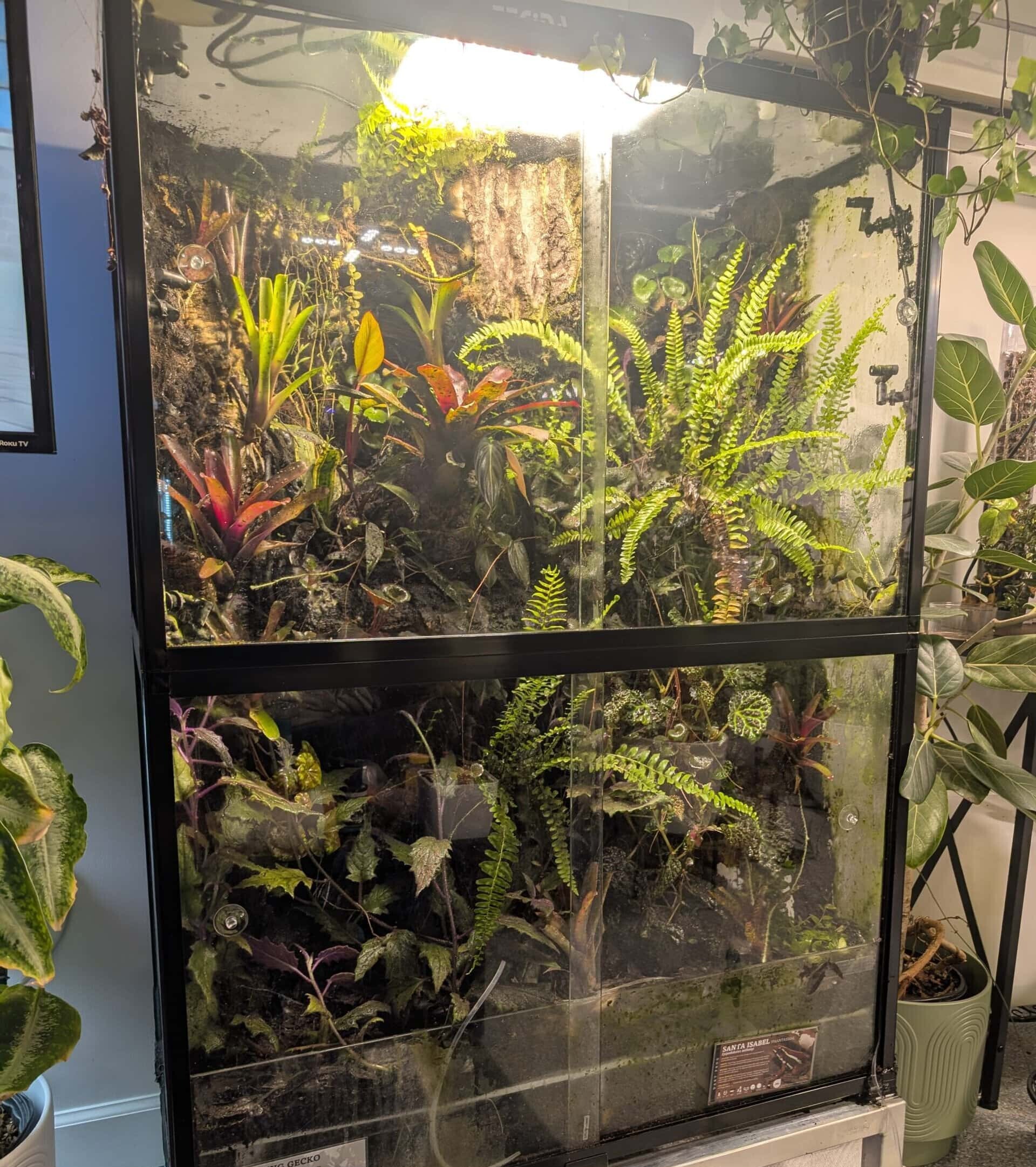 Vivarium plants